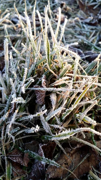 Den Första Frosten Frost Trädgården Växter Frost Flora Och Gräs — Stockfoto