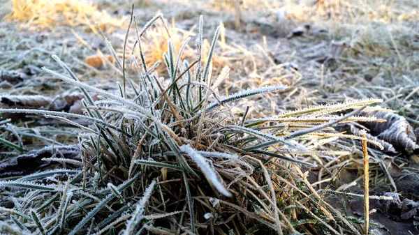 Die Ersten Fröste Frost Garten Auf Pflanzen Frost Auf Flora — Stockfoto
