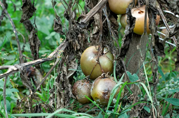 Rotten Spoiled Tomatoes Dry Branches Bushes Tomatoes Harvest Fall Spoiled — Stock Photo, Image