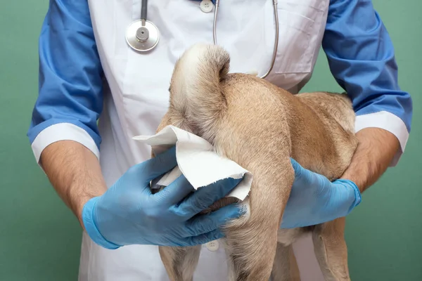 Veterinerler veteriner kliniğinde bir köpeğin paraanal bezlerini temizler. Köpeklerin sağlığı için gerekli bir prosedür. Hayvan bakımı ve hijyen