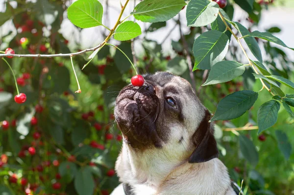 Güzel köpek yavrusu yazın yeşil çimlerin üzerinde kırmızı kirazlı yeşil bir çalıda oturuyor.