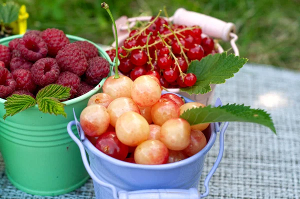 五颜六色的篮子盛满了夏天混合的浆果 如覆盆子 醋栗和樱桃 在绿色背景的花园里采摘各种浆果 — 图库照片