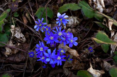 Seçici odaklanma. Bahar ormanında mavi kar damlaları. İlk bahar çiçekleri. Kıştan sonra doğanın uyanışı. Güneşli bir gün. Mavi scilla çiçekleri veya Sibirya ezmesi.
