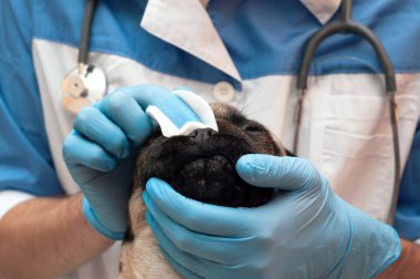 Klinikteki veteriner köpeğini muayene ediyor. Düz yüzlü köpeklerin burun ve kıvrımlarına özen ve hijyen, pamuk pedlerle nemi temizler. Günlük prosedürler