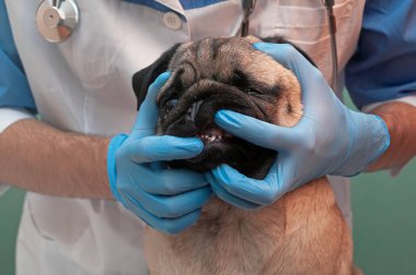 Doktor pug köpeğinin dişlerini, lateks eldivenli veteriner ellerini, köpeğin ağız temizliğini, hasta ve yakın plan görüntülerini inceliyor.