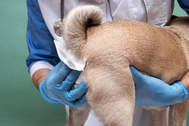 Veterinerler veteriner kliniğinde bir köpeğin paraanal bezlerini temizler. Köpeklerin sağlığı için gerekli bir prosedür. Hayvan bakımı ve hijyen