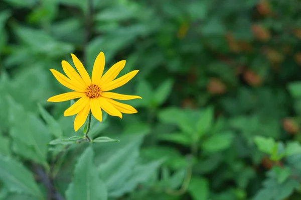 エルサレムアーティチョーク植物と黄色の花粉ハーブ医薬品のための庭で美しい花 — ストック写真