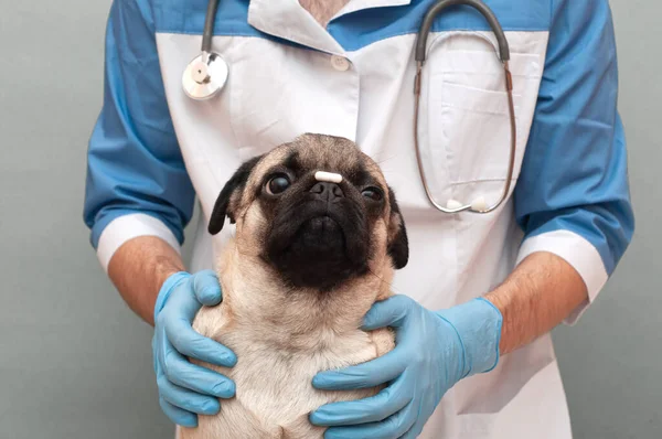ブタ犬は鼻にタブレットを置いて獣医師からの注文を待っています ペットの治療と健康食品のサプリメントの概念 — ストック写真