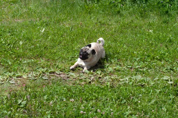 Feliz Cachorro Engraçado Cão Está Correndo Grama Sol Boca Aberta — Fotografia de Stock