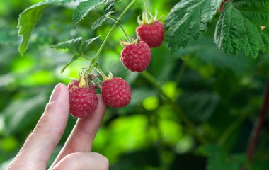 Elde ahududu. Erkek el yeşil ahududu arkaplanından olgun kırmızı ahududu böğürtlenleri topluyor. Yakın plan. Sağlıklı gıda ve vejetaryenlik