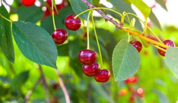 Kersen Hangen Aan Een Kersenboom Tak Veel Rode Zoete Kersen — Stockfoto