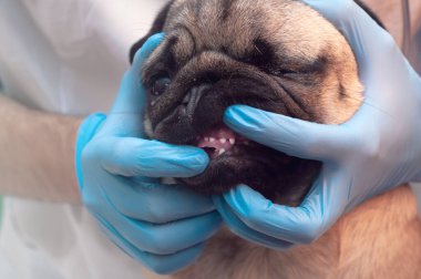 Doktor pug köpeğinin dişlerini, lateks eldivenli veteriner ellerini, köpeğin ağız temizliğini, hasta ve yakın plan görüntülerini inceliyor.