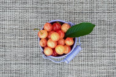 Mini kovada olgun, tatlı bir kiraz. Böğürtlen toplama kavramı