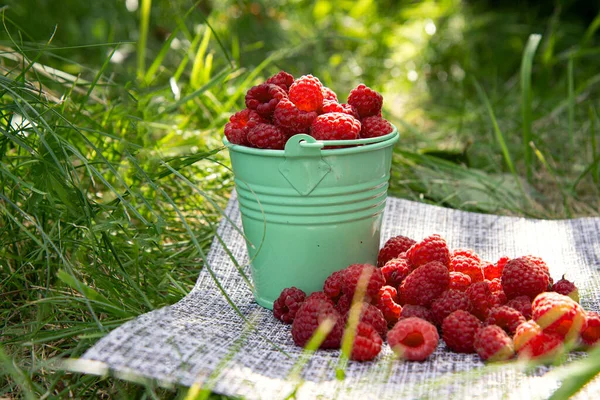 Raspberries Mini Bucket Green Leaves Grass Scattering Berries Harvest Concept — Stock Photo, Image