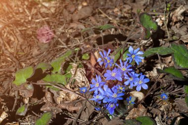 Seçici odaklanma. Bahar ormanında mavi kar damlaları. İlk bahar çiçekleri. Kıştan sonra doğanın uyanışı. Güneşli bir gün. Mavi scilla çiçekleri veya kopyalama alanı olan Sibirya squill 'i