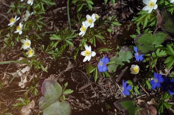 Seçici Odaklanma Bahar Ormanında Mavi Beyaz Kar Damlaları Bahar Çiçekleri — Stok fotoğraf