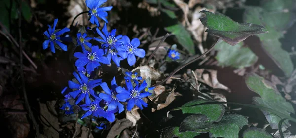 Selektivní Soustředění Modré Sněhové Vločky Jarním Lese První Jarní Květiny — Stock fotografie