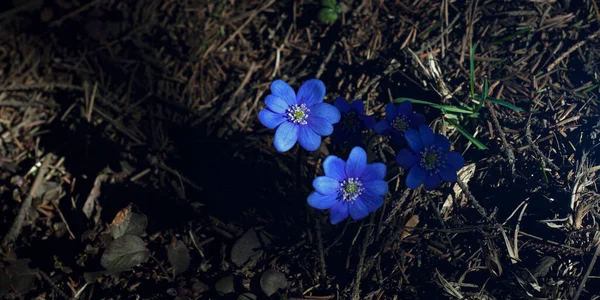 Foco Seletivo Gotas Neve Azuis Floresta Primavera Primeiras Flores Primavera — Fotografia de Stock