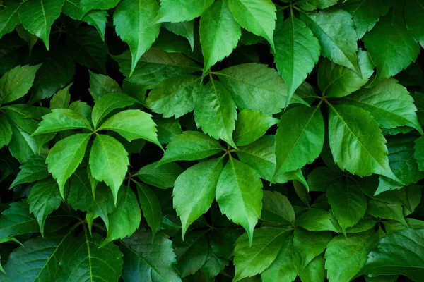 Sıradan bir sarmaşık duvarı. Arka plan ya da doku olarak olağan. Avrupa sarmaşığı, İngiliz sarmaşığı olarak da bilinir.