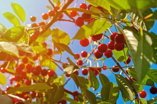 Kersen Hangen Aan Een Kersenboom Tak Veel Rode Zoete Kersen — Stockfoto