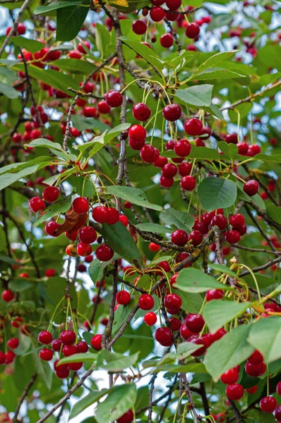 Kersen Hangen Aan Een Kersenboom Tak Veel Rode Zoete Kersen — Stockfoto