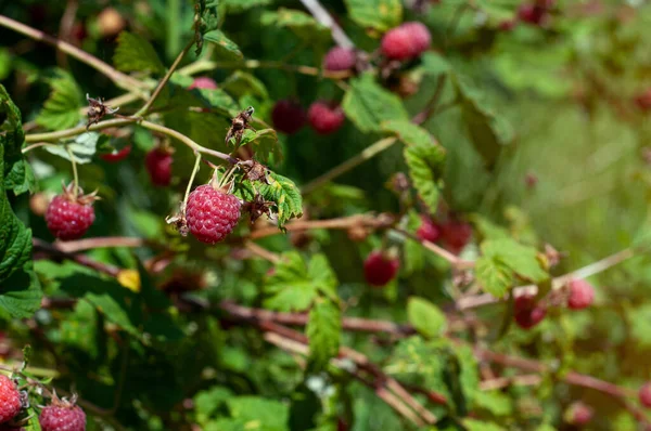 Ahududu. Yakın plan organik böğürtlen yetiştiriyorlar. Meyve bahçesinde olgun ahududu