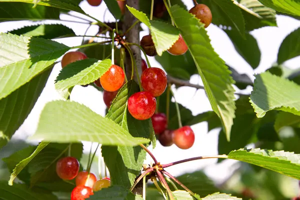 Cherries Hanging Cherry Tree Branch Lot Red Sweet Cherries Branch Stock Image