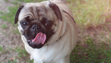 Açık ağızlı, uzun dilli, bulanık arka planlı komik köpek suratı..