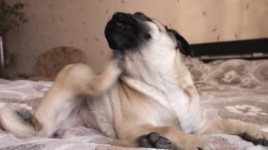 Pug köpeği yatağa uzanır ve pençesiyle boynunu, kulağını ve yüzünü kaşır. Köpeklerde mantar enfeksiyonu ve parazit gelişimi. Sağlık sorunları köpek