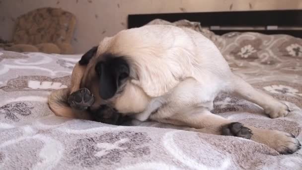 A Pug dog licks his genitals before going to bed, lying in a soft bed. Close up — Stock Video