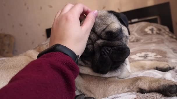 Primo piano giovane donna mano animale domestico il suo viso cane carlino durante il sonno riposo sul letto. Scena di amore e cura. — Video Stock