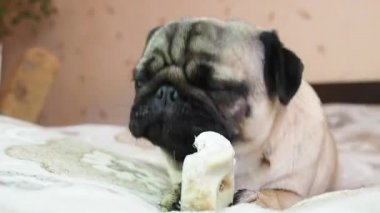 Şirin, komik köpek kemirmesi ve evde kemik yemesi, köpek maması lezzeti. dikey