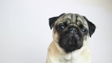 Şirin genç köpek portresi. Pug evcil hayvanı kameraya bakıyor ve başını eğiyor, kapat.