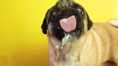 Tatlı pug dog cam yağını yalıyor, pug dili defalarca ve hızlıca cam yalıyor.