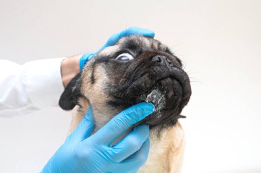 Tıbbi eldivenli veteriner doktor köpek yaralarını merhemle kayganlaştırıyor. Yüzünde kırmızı iltihaplı pug köpeği. Köpek alerjisi, dermatit, köpek derisinde mantar enfeksiyonu.