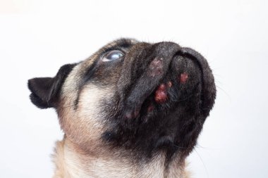 Yüzünde kırmızı iltihaplı yara olan bir köpek portresi. Köpek alerjisi, dermatit, köpek derisinde mantar enfeksiyonu.