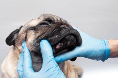 Tıbbi eldivenli veteriner, köpeğin kafasındaki yaraları inceliyor. Yüzünde kırmızı iltihaplı pug köpeği. Köpek alerjisi, dermatit, köpek derisinde mantar enfeksiyonu.
