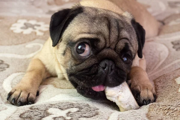 Cute funny pug dog gnaws and eating bone at home, doggy delicious treat