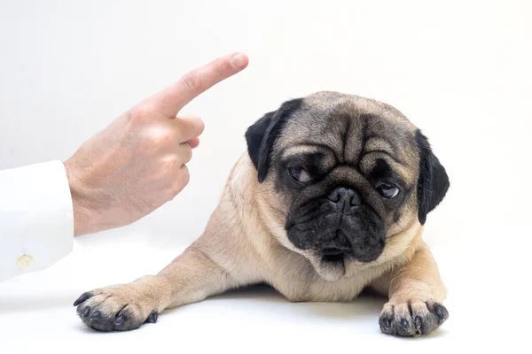 Close Mão Homem Irritado Abanando Dedo Repreendendo Seu Cão Pug — Fotografia de Stock