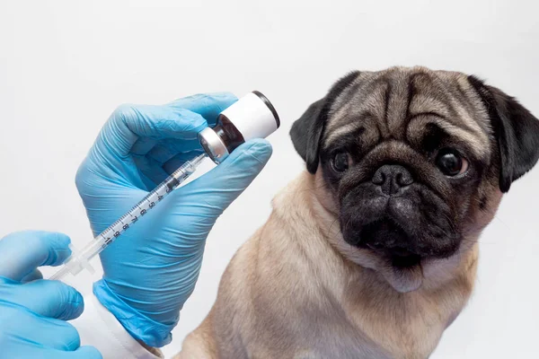 Tıbbi eldivenli veteriner, köpeğe şırınga enjekte ediyor, yakın plan, evcil hayvan aşısı. Bir bilim adamı bir köpek üzerinde test yapmak için şırınganın içine ilaç çeker.