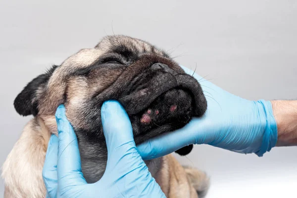 Tıbbi eldivenli veteriner, köpeğin kafasındaki yaraları inceliyor. Yüzünde kırmızı iltihaplı pug köpeği. Köpek alerjisi, dermatit, köpek derisinde mantar enfeksiyonu.