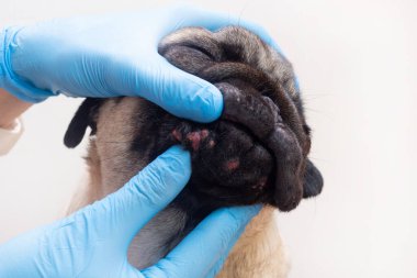 Tıbbi eldivenli veteriner, köpeğin kafasındaki yaraları inceliyor. Yüzünde kırmızı iltihaplı pug köpeği. Köpek alerjisi, dermatit, köpek derisinde mantar enfeksiyonu.