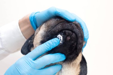 Tıbbi eldivenli veteriner doktor köpek yaralarını merhemle kayganlaştırıyor. Yüzünde kırmızı iltihaplı pug köpeği. Köpek alerjisi, dermatit, köpek derisinde mantar enfeksiyonu.