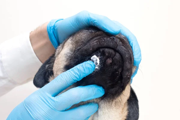 Veterinary doctor in medical gloves lubricates the dog wounds with ointment. pug dog with red inflamed wounds on his face. Dog Allergy, Dermatitis, a fungal infection on skin face of a dog