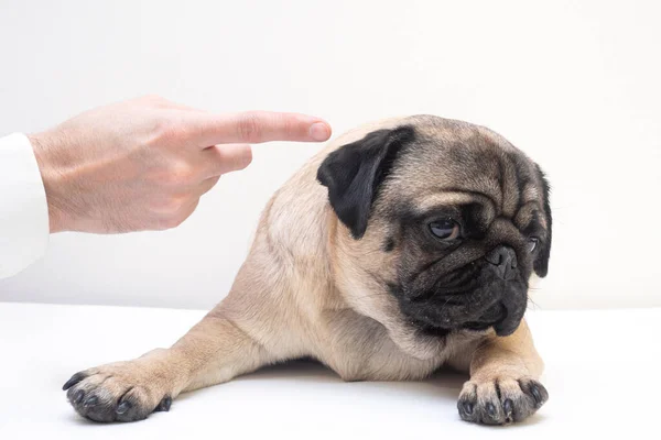 Close Mão Homem Irritado Abanando Dedo Repreendendo Seu Cão Pug — Fotografia de Stock