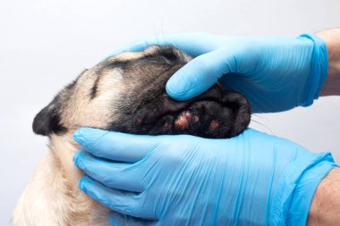 Tıbbi eldivenli veteriner, köpeğin kafasındaki yaraları inceliyor. Yüzünde kırmızı iltihaplı pug köpeği. Köpek alerjisi, dermatit, köpek derisinde mantar enfeksiyonu.