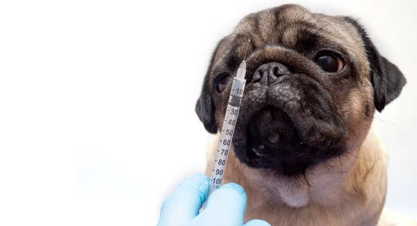 医療用手袋の獣医師は犬に注射器を注射しペットの予防接種を終了します — ストック写真