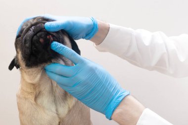 Tıbbi eldivenli veteriner, köpeğin kafasındaki yaraları inceliyor. Yüzünde kırmızı iltihaplı pug köpeği. Köpek alerjisi, dermatit, köpek derisinde mantar enfeksiyonu.