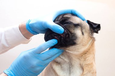 Tıbbi eldivenli veteriner, köpeğin kafasındaki yaraları inceliyor. Yüzünde kırmızı iltihaplı pug köpeği. Köpek alerjisi, dermatit, köpek derisinde mantar enfeksiyonu.