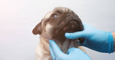 Tıbbi eldivenli veteriner, köpeğin kafasındaki yaraları inceliyor. Yüzünde kırmızı iltihaplı pug köpeği. Köpek alerjisi, dermatit, köpek derisinde mantar enfeksiyonu.